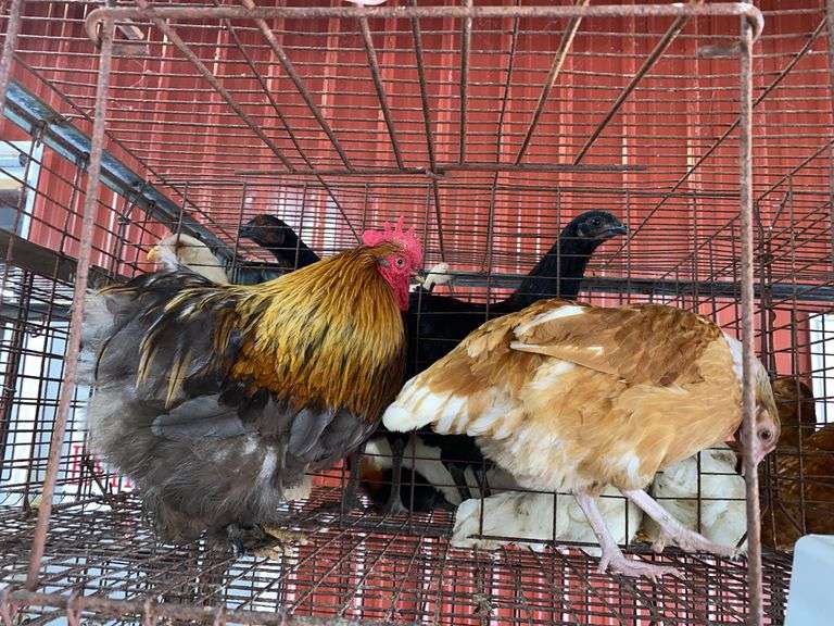 Pair Cochins