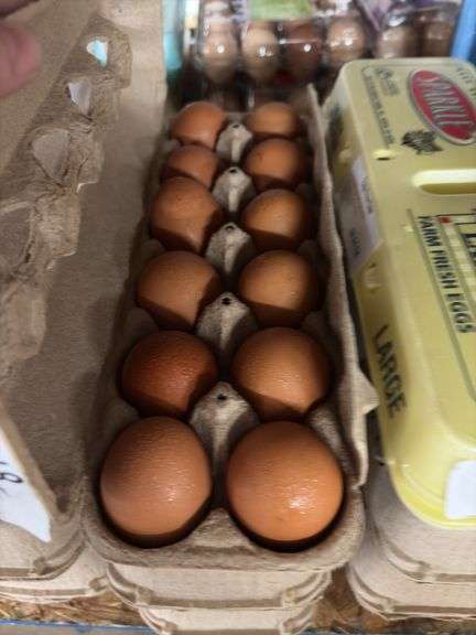 3 Doz Brown Pullet Eating Eggs