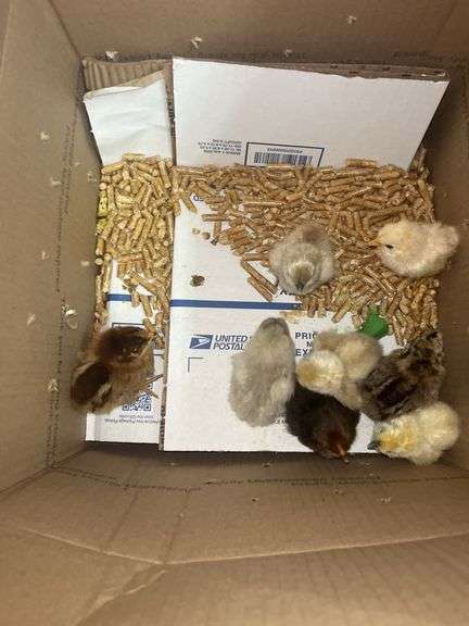 8 Mixed Chicks - Silkies & Mottled Cochin Banties