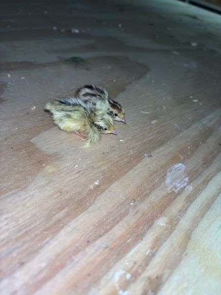 2 Coturnix Quail Chicks - 1 Day Old