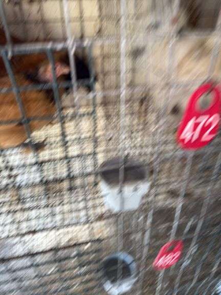 1 Buff Brahma Banty Hen & 1 Roosters