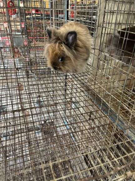 Lionhead Doe