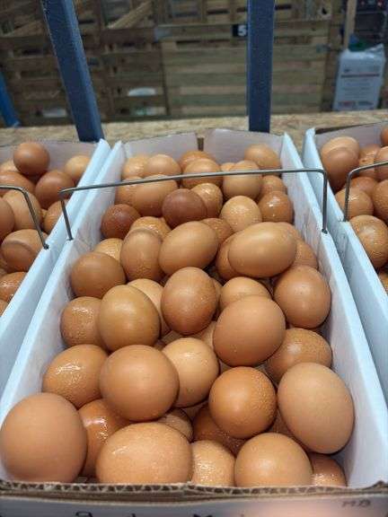 9 Doz Med Brown Eating Eggs