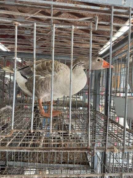 Toulouse Hen Goose - 2 Yrs Old