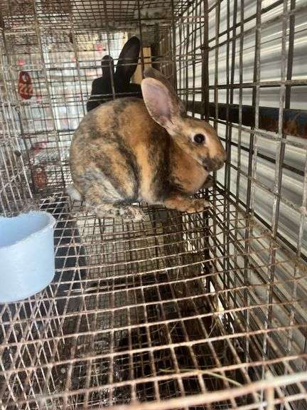 Mini Rex Doe