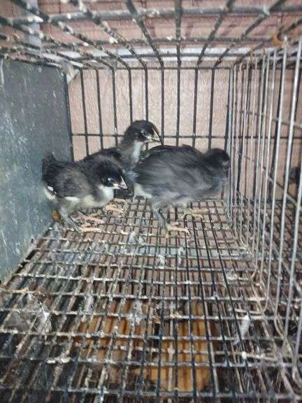 4 Midnight Majestic Maran Pullets