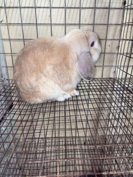 Holland Lop Buck - 1 Yr Old - Litter Box Trained - Was Free Roaming - Very Friendly