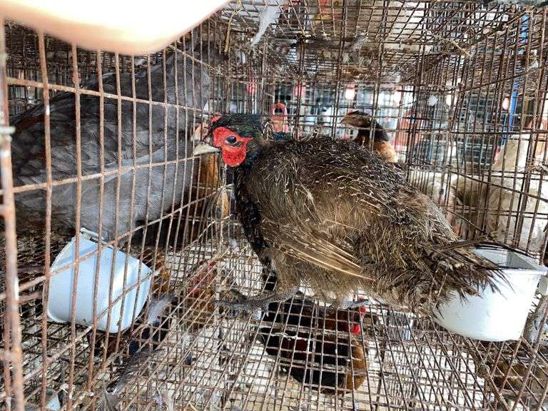 Male Melanistic Mutant Pheasant w/ Permit