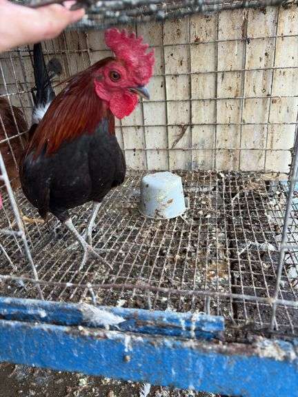 Banty Rooster
