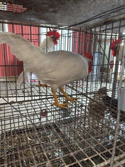 1 White Leghorn Mix Rooster - 3 Months Old