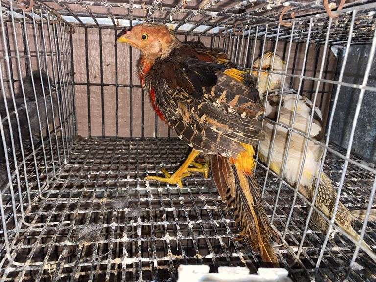 Male Red Golden Pheasant