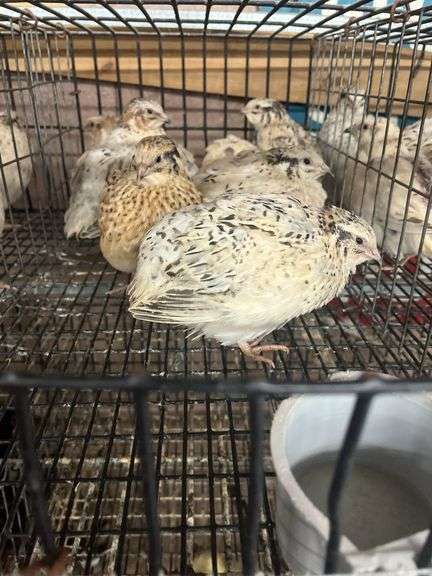 7 Italian Coturnix Quail - 5 Wks Old
