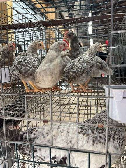 5 Young Cream Legbar/Barred Rock