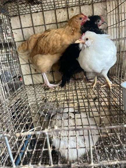 3 Roosters - Frizzle Young Buff Orpington