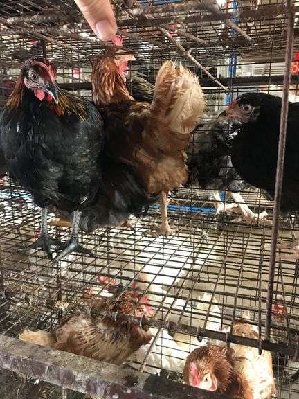 4 Pullets