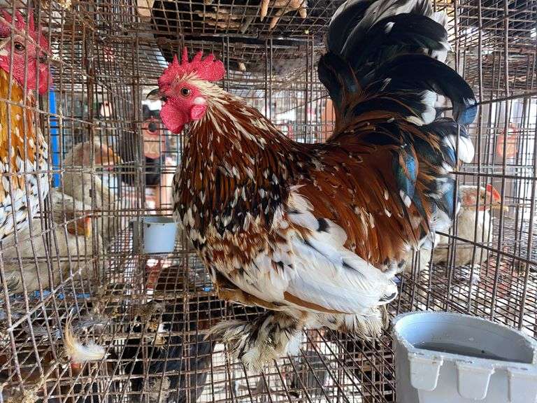 Mille Fluer Duccle Rooster