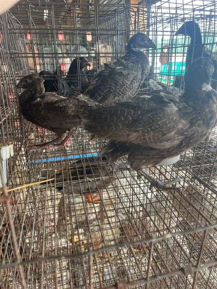 3 Melanistic Ringneck Pheasants w/ Permit