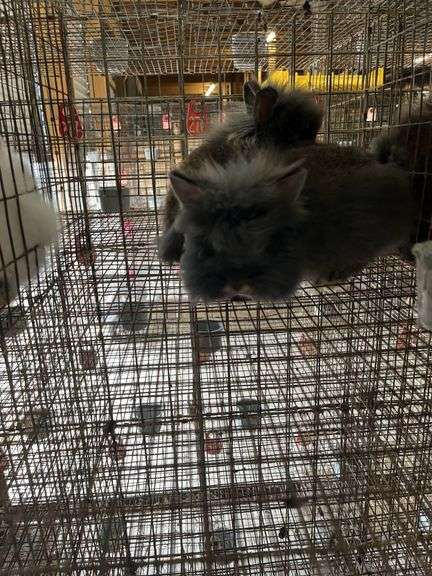 2 Lionhead Bunnies - Unsexed