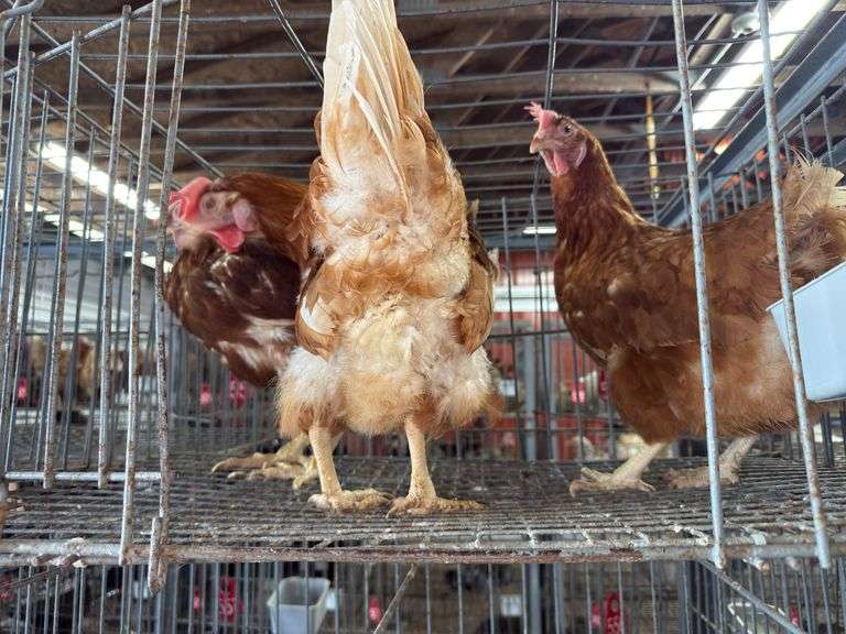 3 Rhode Island Red Hens