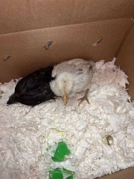 2 Chicks - 1 Splash Leghorn & 1 Fibro Egger