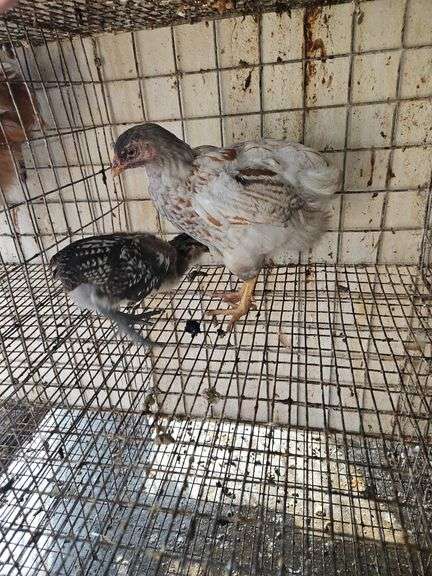 2 Ameraucana Mix Chickens