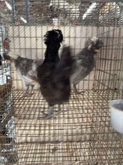 3 Polish Pullets - 5 Wks Old