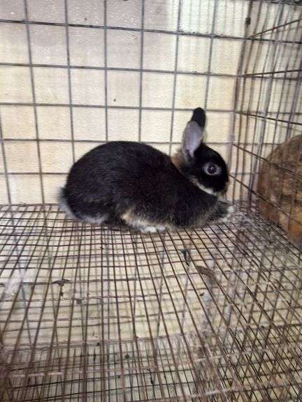 Black Otter Dwarf Mix Buck