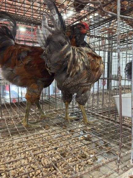 2 Easter Egger Roosters