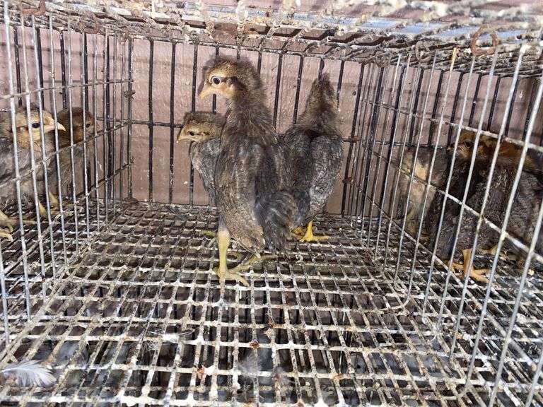 3 Cream Legbar Pullets