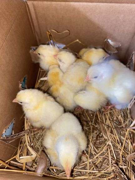 10 Cornish Cross Chicks