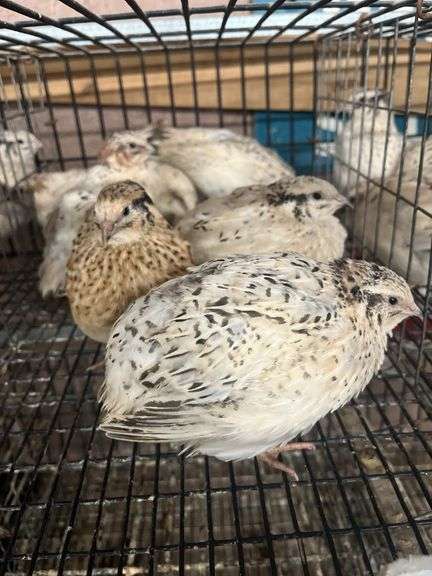 7 Italian Coturnix Quail - 5 Wks Old