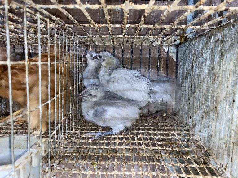 5 Lavender Orpington Pullets
