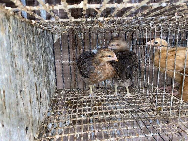 2 Bielefelder Pullets