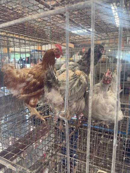 3 Easter Egger Hens