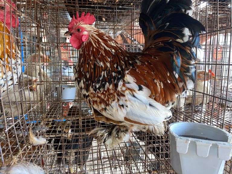 Mille Fluer Duccle Rooster