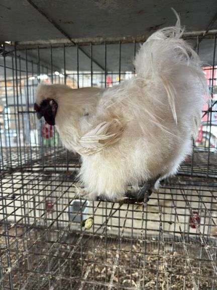 White Silkie Rooster "Olaf"