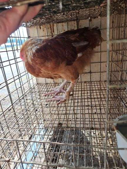 Maran Rooster