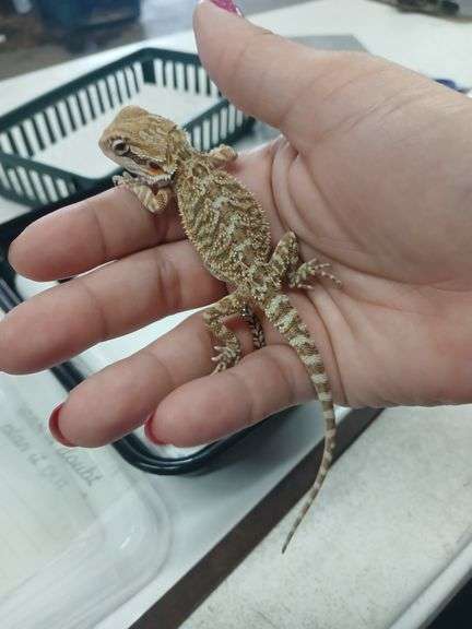Baby Bearded Dragon w/ Eye Issue - Eating Crickets & Dubia Roaches