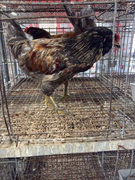 2 Easter Egger Roosters