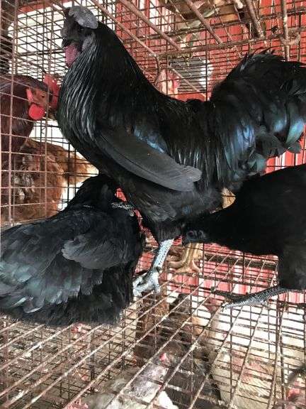 Trio Cemanis