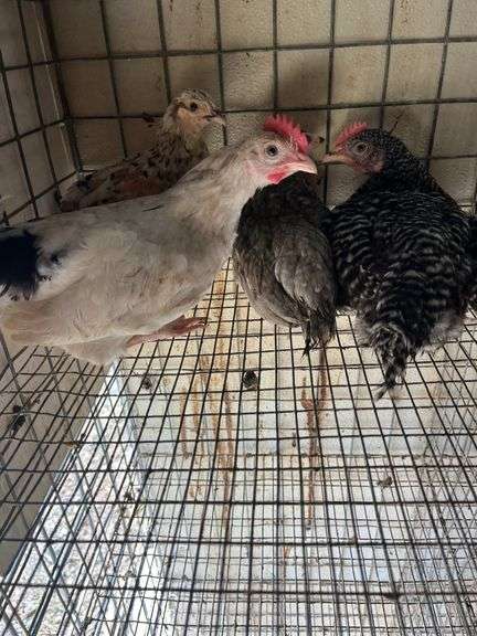 4 Mix Young Roosters