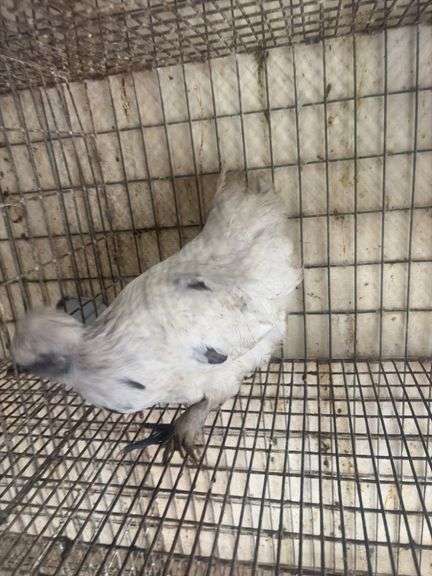 3 Mille Fluer D'uccle Pullets - 3 Months Old