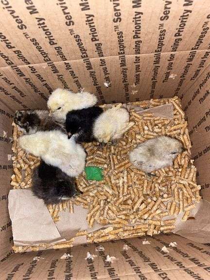 8 Mixed Chicks - Silkies & Mottled Cochin Banties