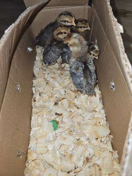 5 Chicks- 1 Cream Legbar Cockerels & 4 Cream Legbar Pullets