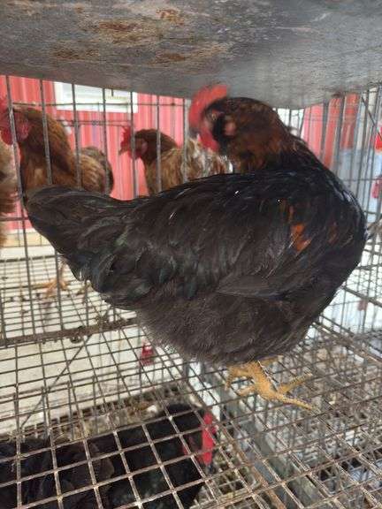1 Rooster