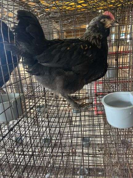 Olive Egger Cockerel