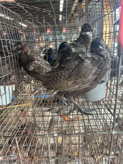 3 Melanistic Ringneck Pheasants w/ Permit