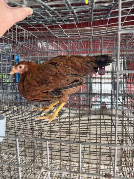 Young Red Hen
