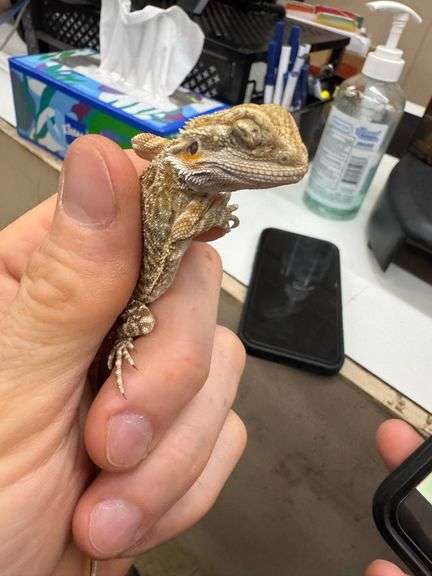 Baby Bearded Dragon w/ Eye Issue - Eating Crickets & Dubia Roaches