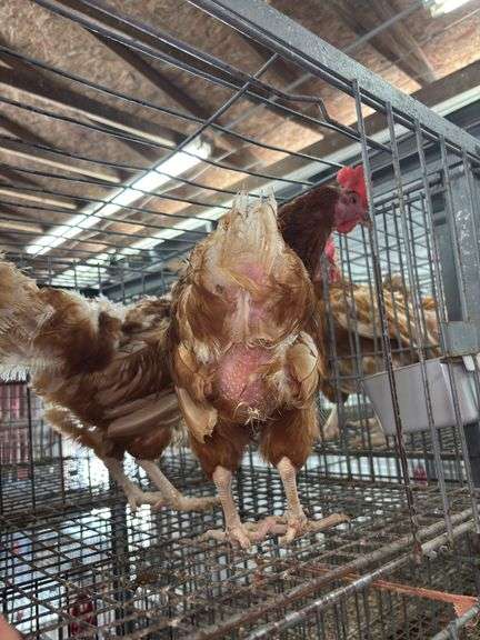 4 Rhode Island Red Hens